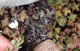 Image of Crassula obtusa Haw.