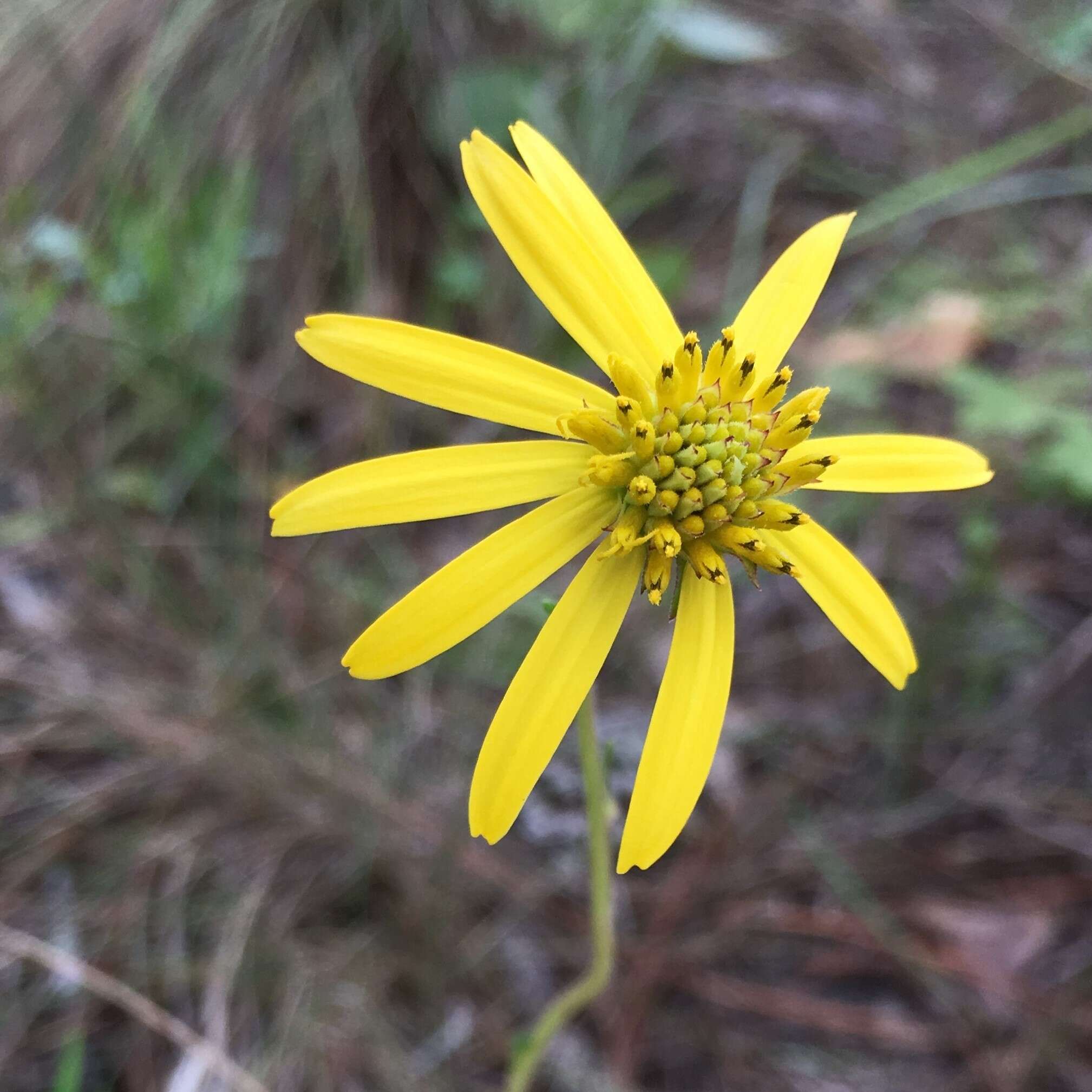 Image de Verbesina heterophylla (Chapman) A. Gray