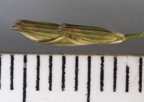 Imagem de Torreyochloa pallida var. pallida