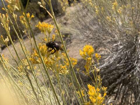 Image of Xylocopa californica diamesa Hurd 1954