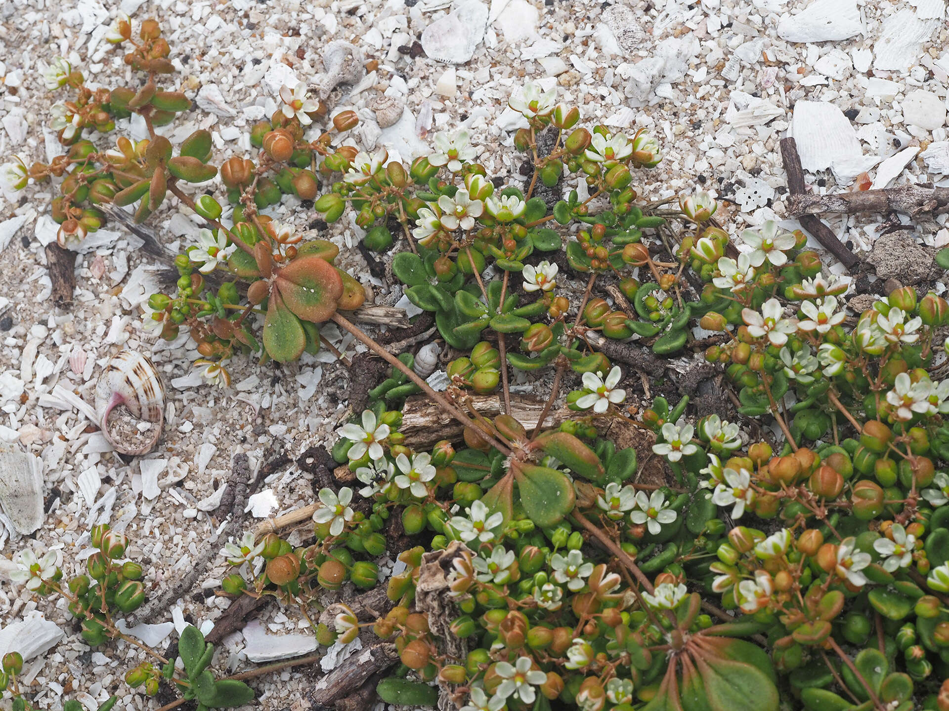 Image of Pharnaceum cordifolium L.