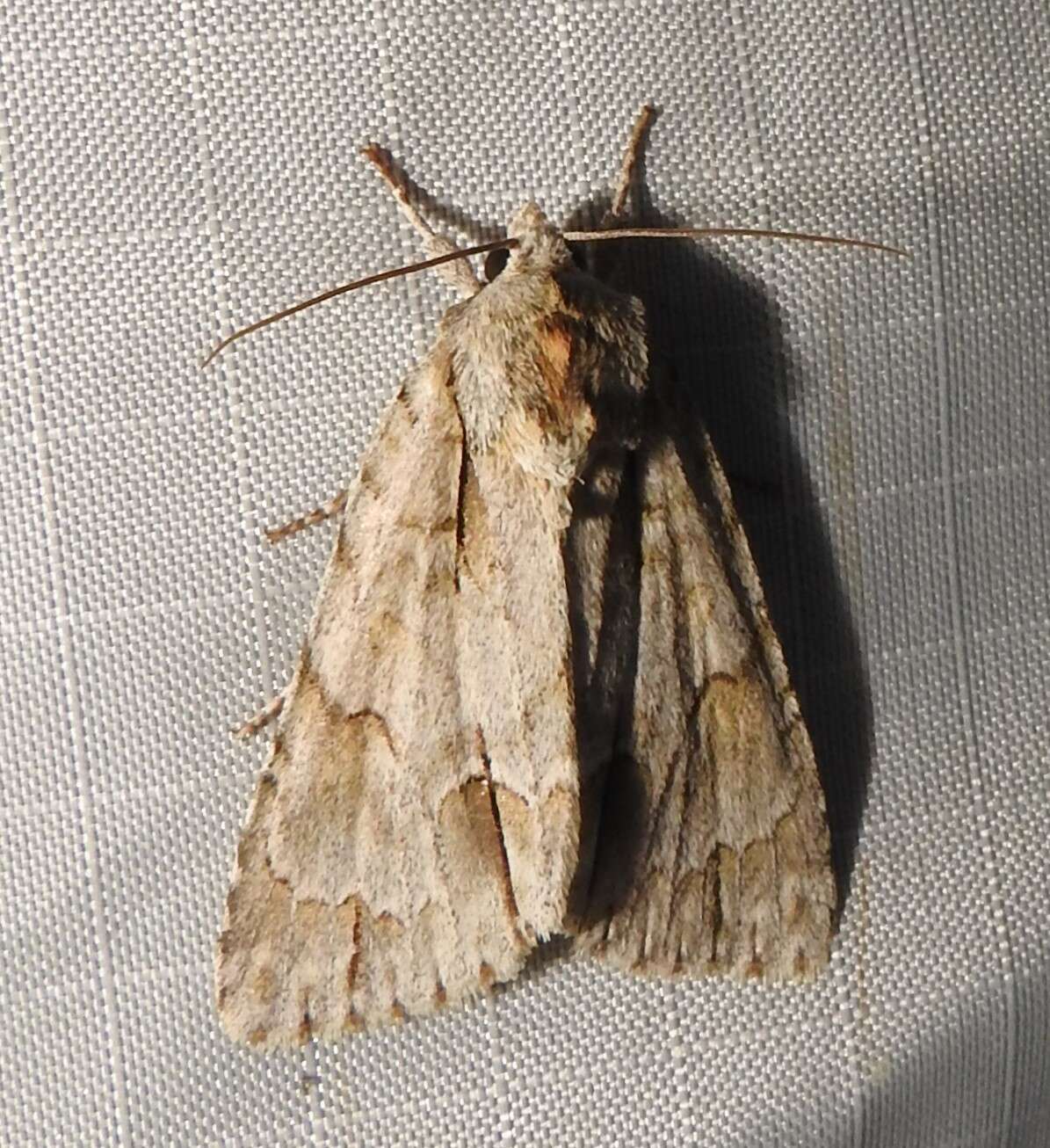 Image of Ochre Dagger Moth