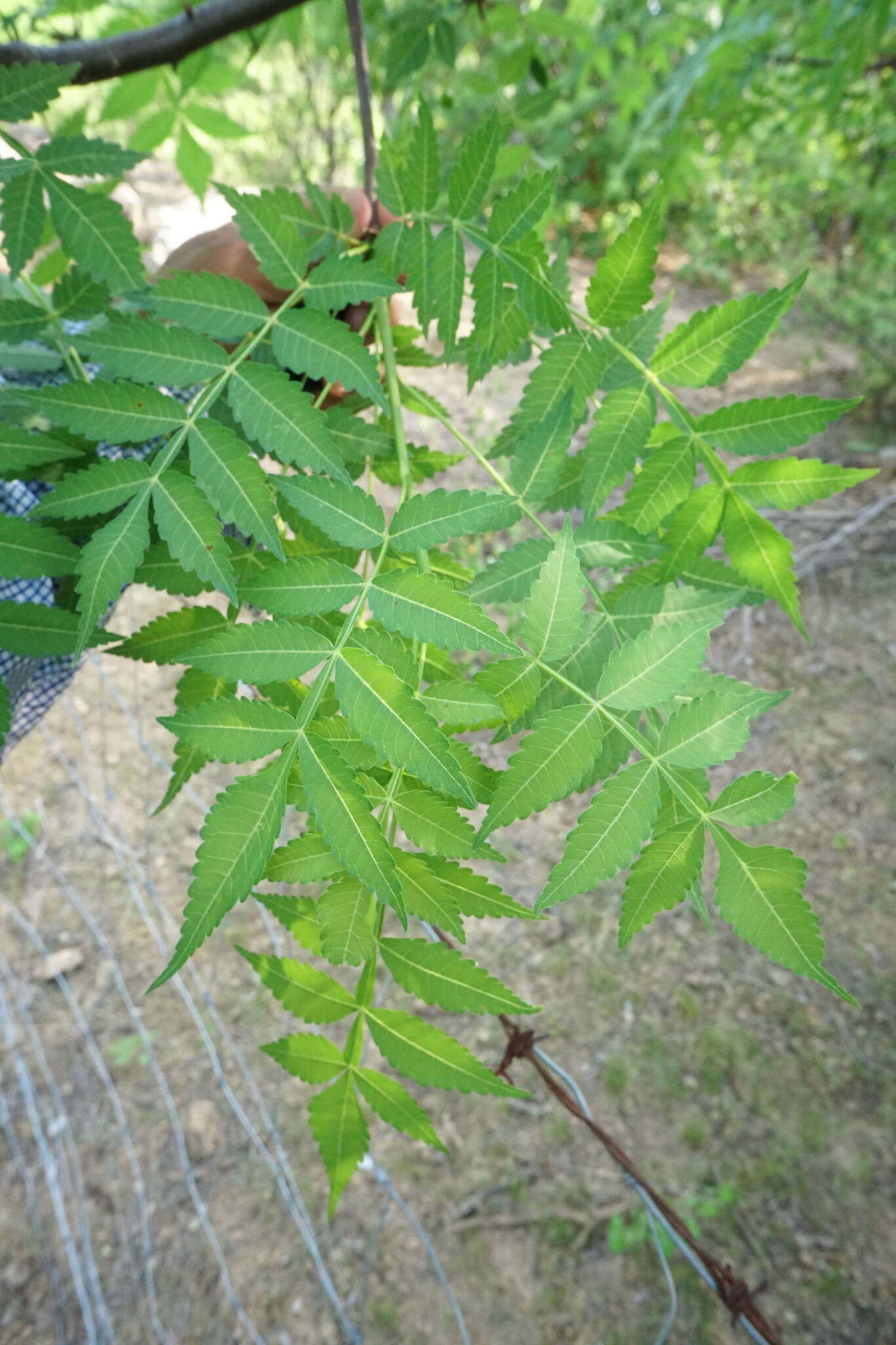 Image of Bursera penicillata (Sesse & Moc.) Engl.