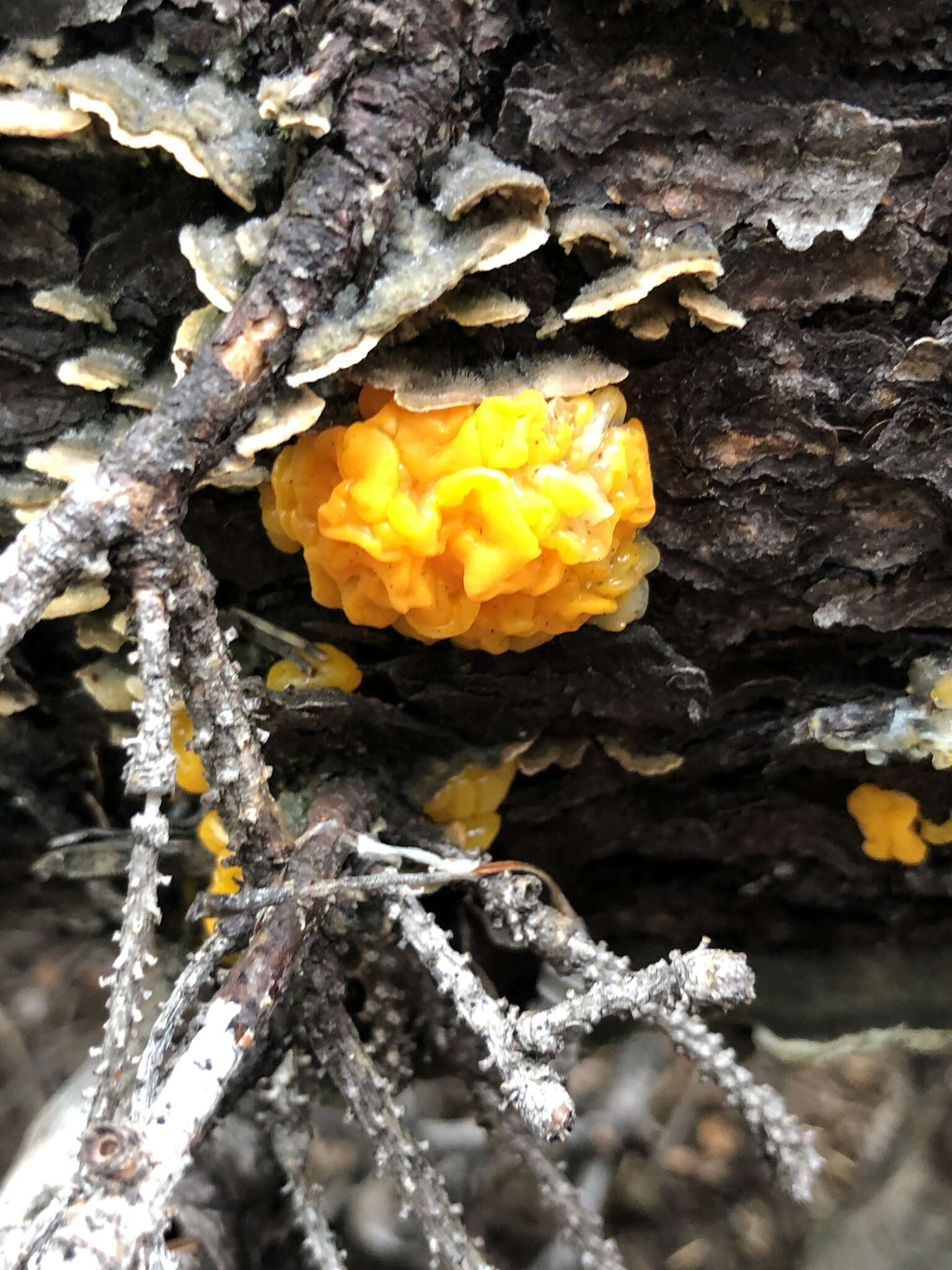 Image of Dacrymyces dictyosporus G. W. Martin 1959