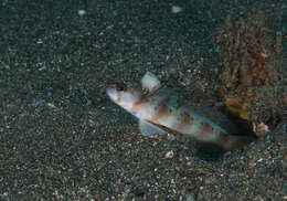 Image of Arcfin shrimpgoby