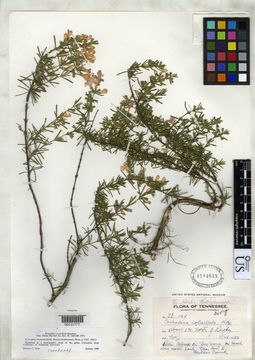 Image of Cumberland false rosemary