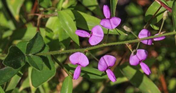 Imagem de Desmodium ciliare (Willd.) DC.