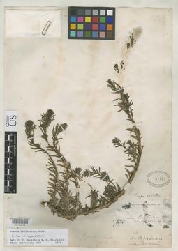 Image of California seablite