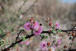 Image of Mimosa calcicola Robinson