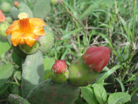 Image of Tacinga inamoena (K. Schum.) N. P. Taylor & Stuppy