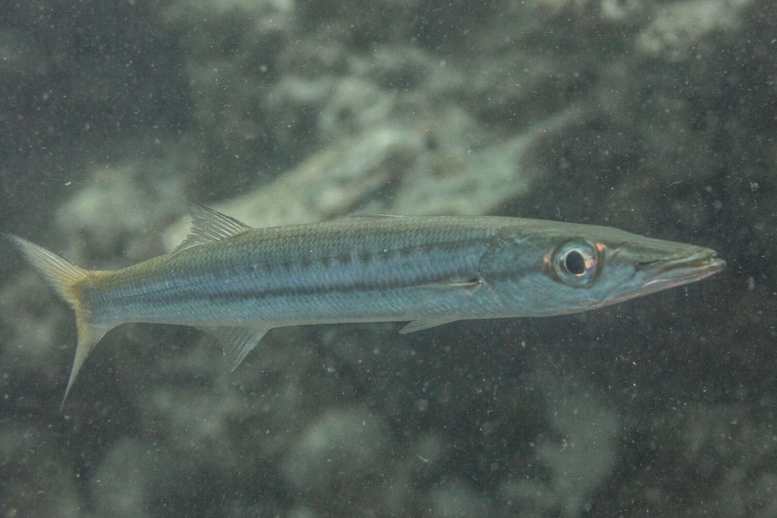 Image of Obtuse barracuda