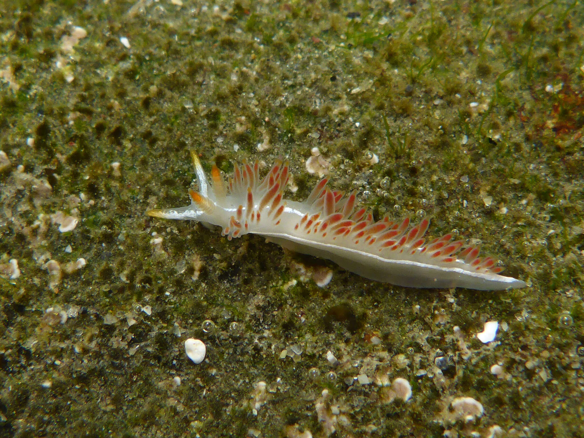 Image de Orienthella trilineata (O'Donoghue 1921)