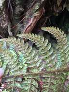 Imagem de Dryopteris crinalis (Hook. & Arn.) C. Chr.