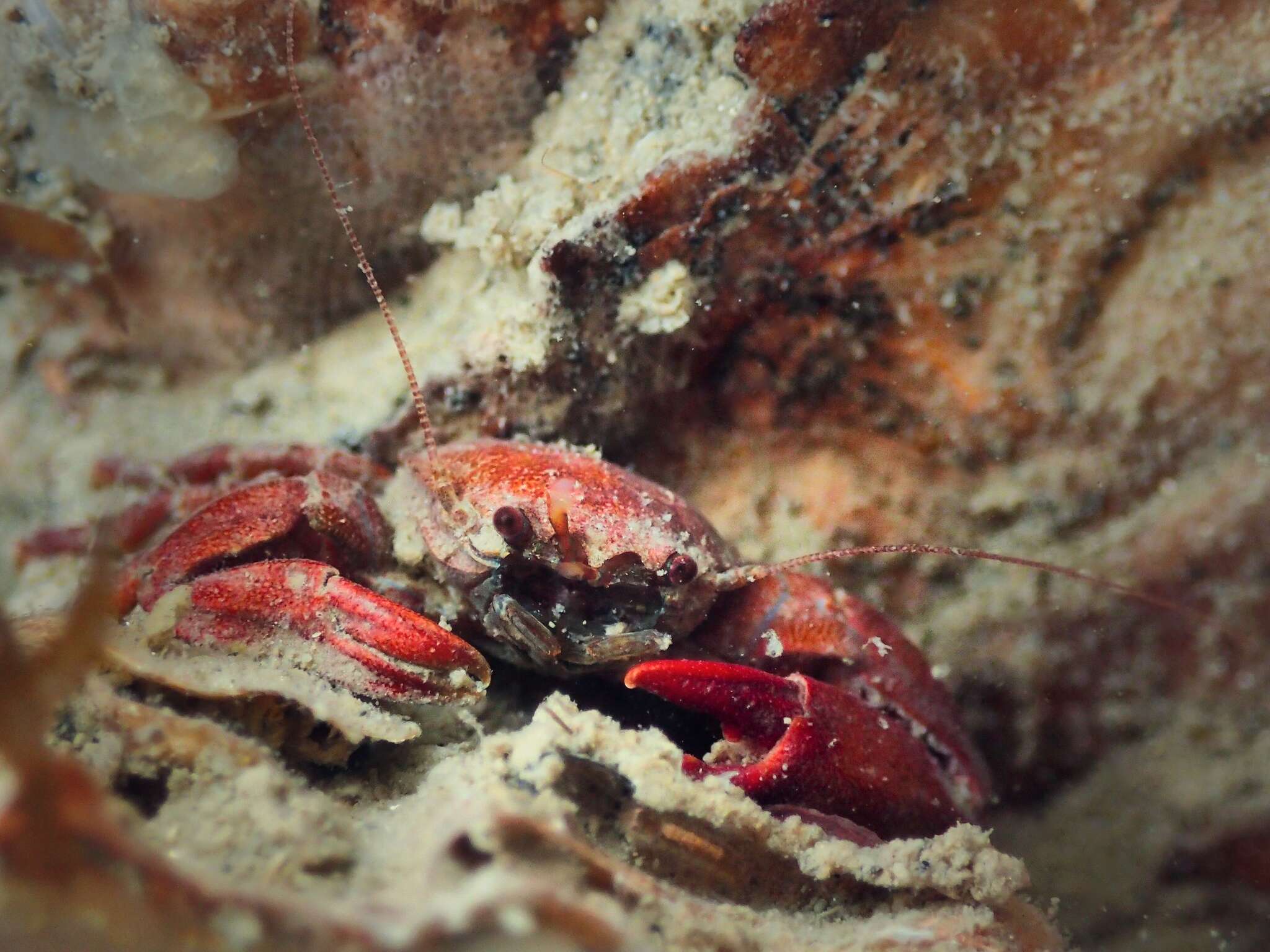 Image of common porcelain crab