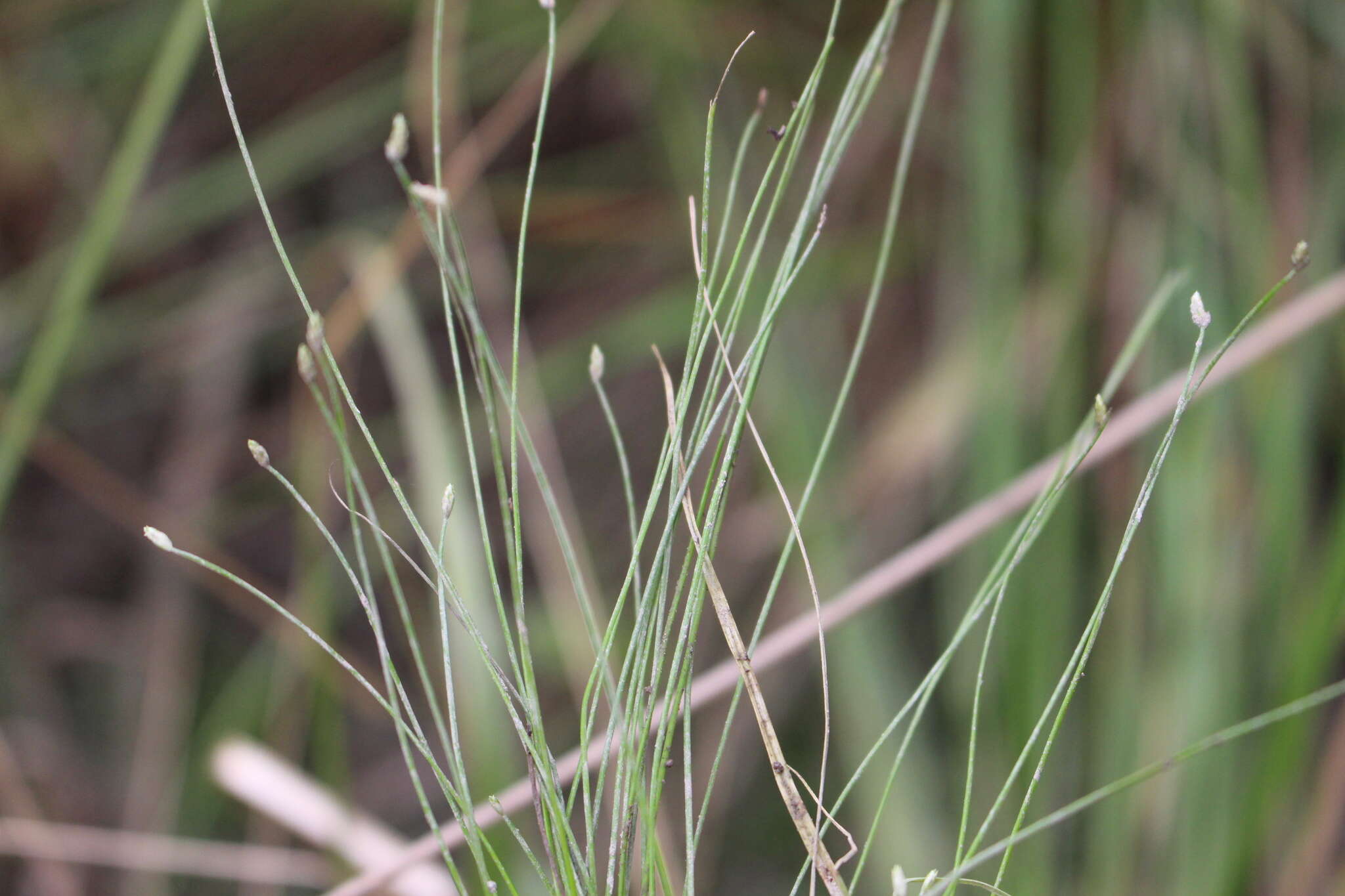 Image of Eleocharis gracilis R. Br.