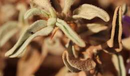 Image de Solanum coactiliferum J. M. Black