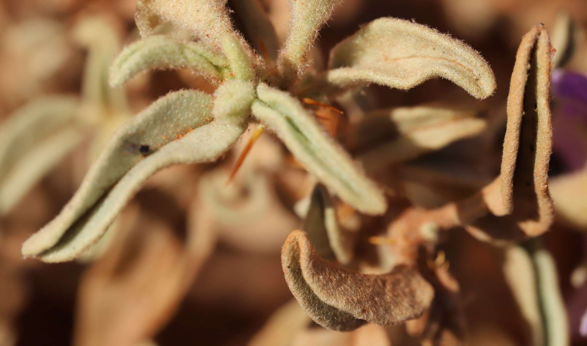 Image of Solanum coactiliferum J. M. Black