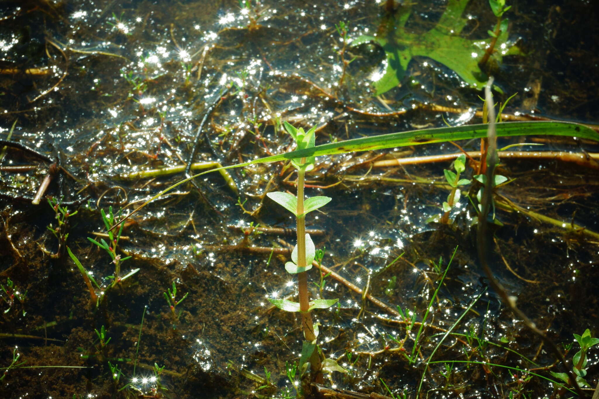 Plancia ëd Gratiola viscidula Pennell