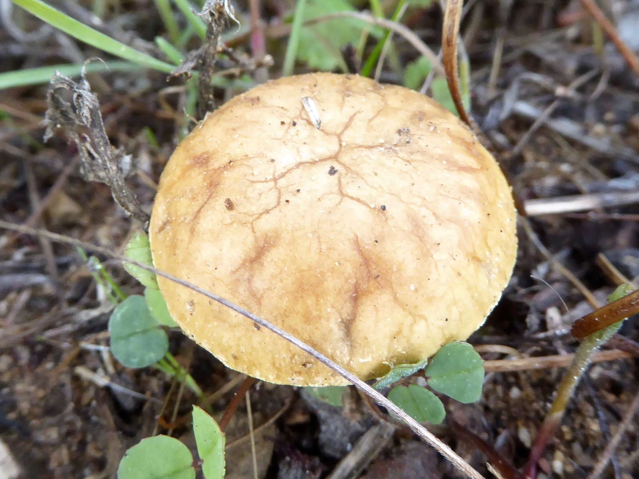 Image of Agrocybe pediades (Fr.) Fayod 1889