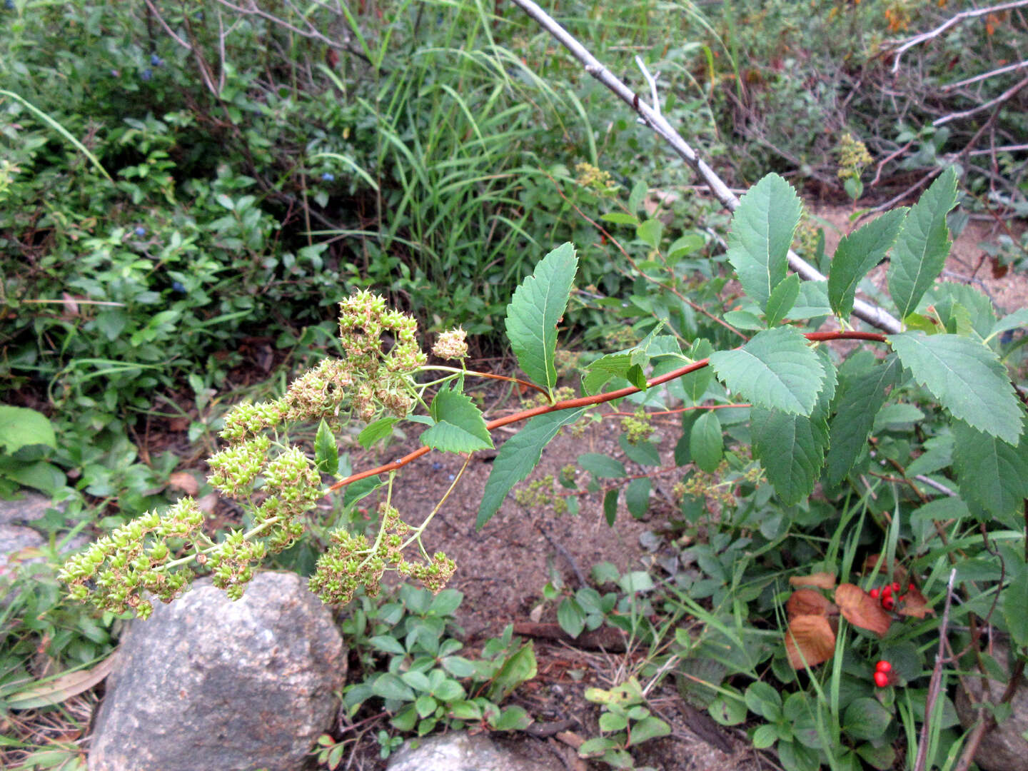 صورة Spiraea alba var. latifolia (Aiton) H. E. Ahles