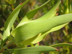 Image of Common Sunshine Conebush