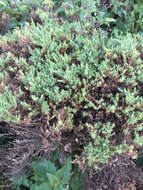 Image of California goldenbush