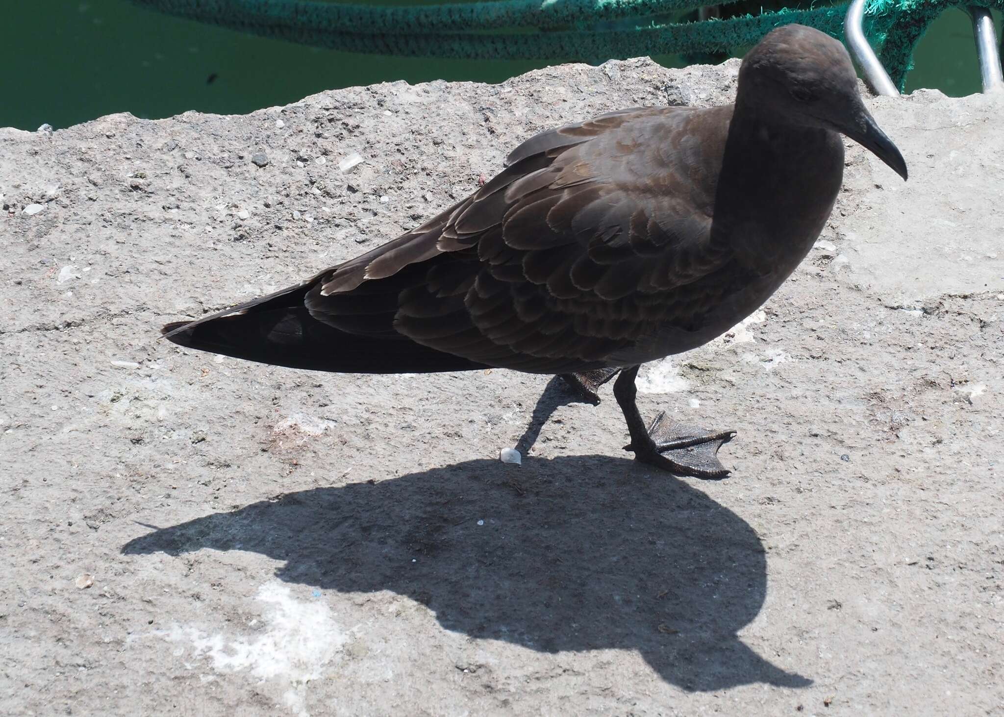 Image of Lava Gull