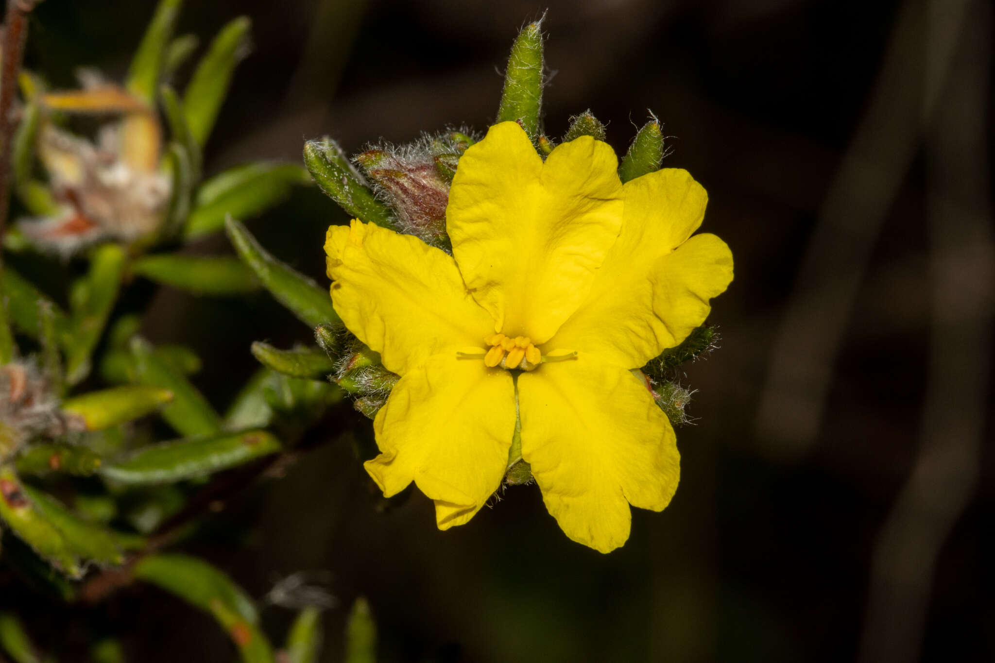 Hibbertia villifera Tepper ex H. R. Toelken resmi