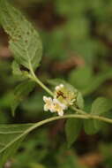 Image of Carlemannia congesta Hook. fil.