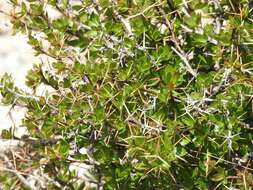 Image of Cretan Barberry