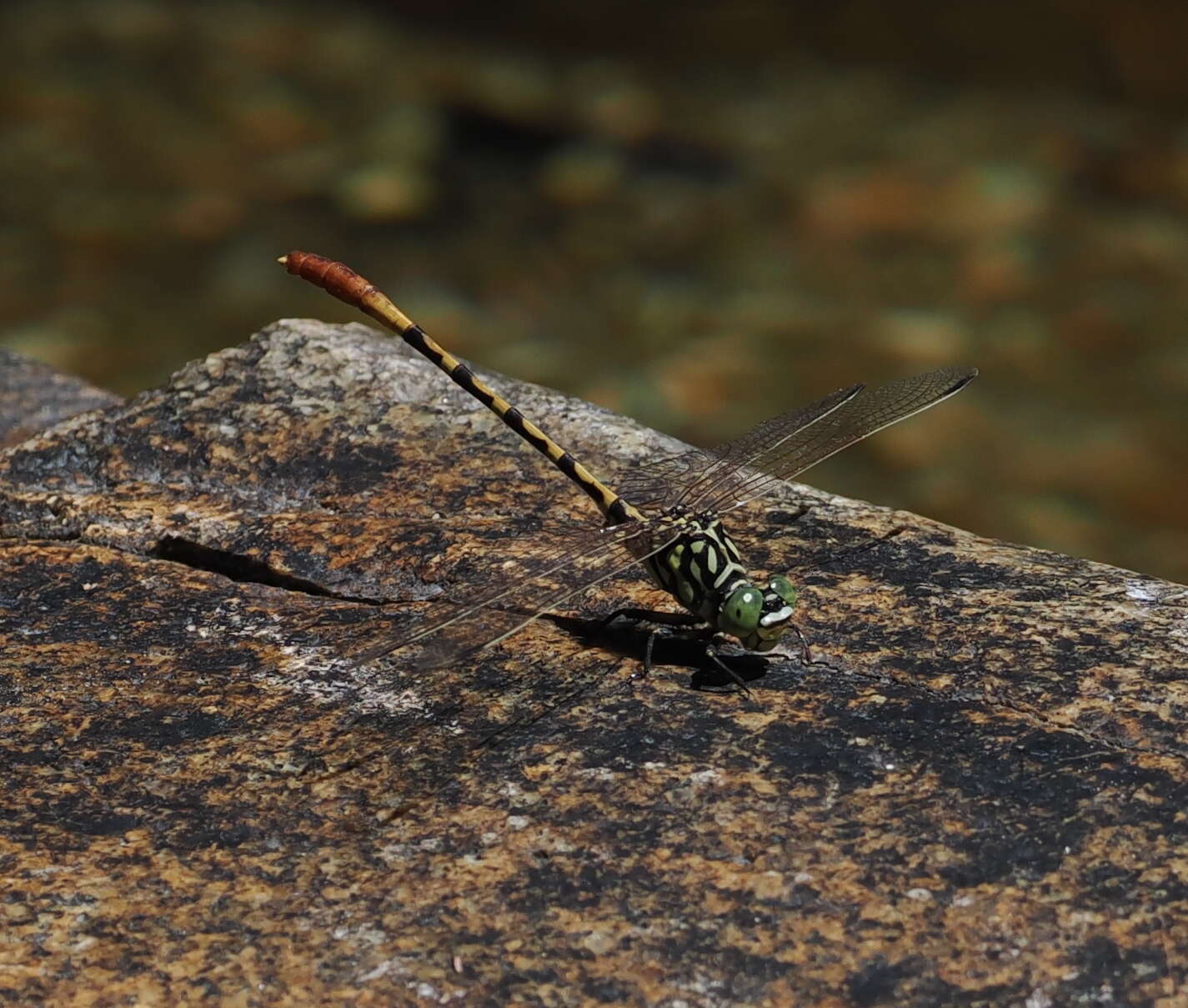 Image of Austroepigomphus turneri (Martin 1901)