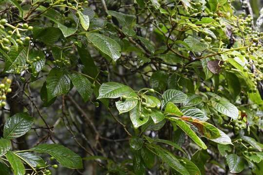 Image de Coussarea chiapensis Borhidi