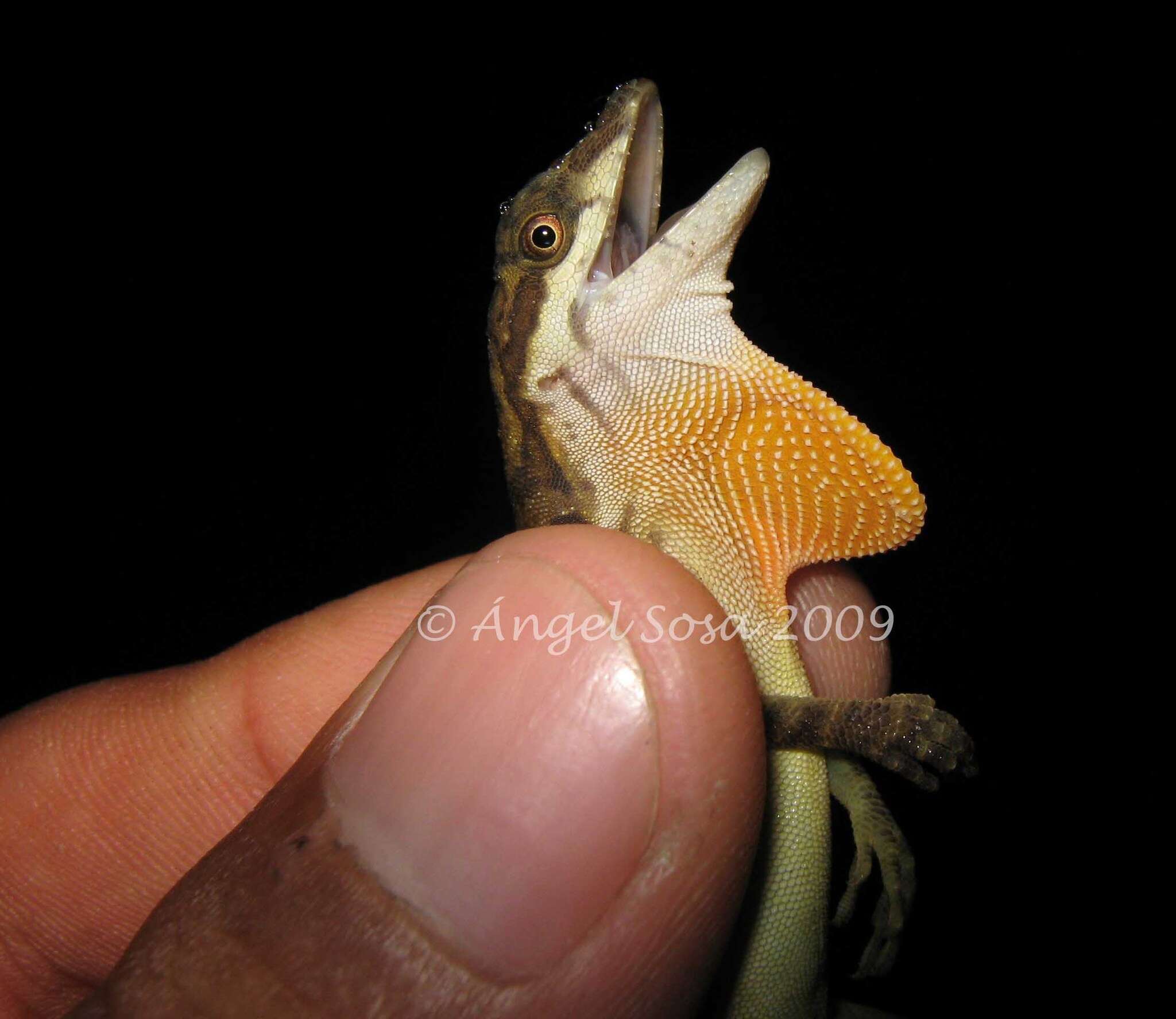 Image of Lion Anole