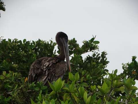 Image of Pelecanus occidentalis urinator Wetmore 1945