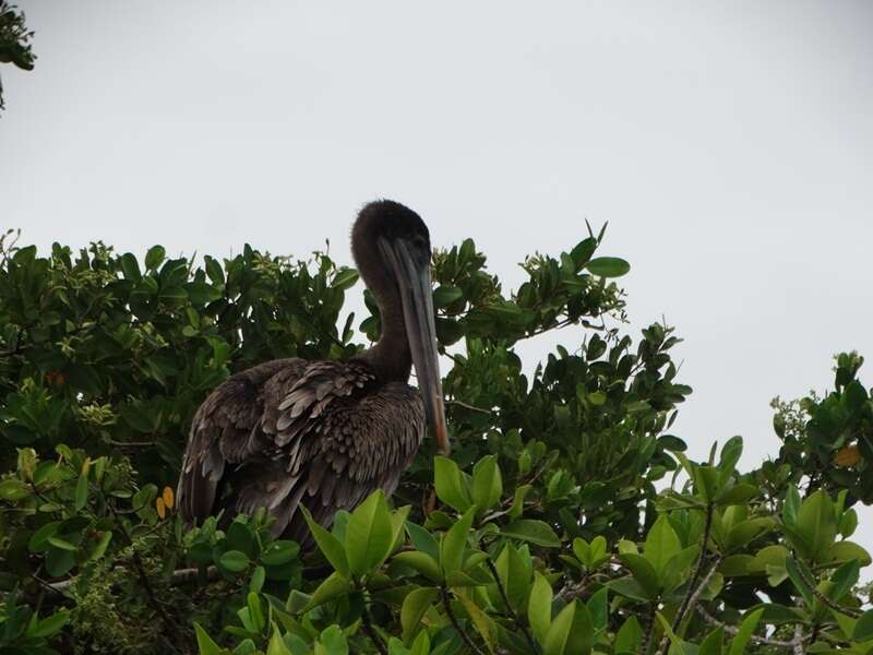 Image of Pelecanus occidentalis urinator Wetmore 1945