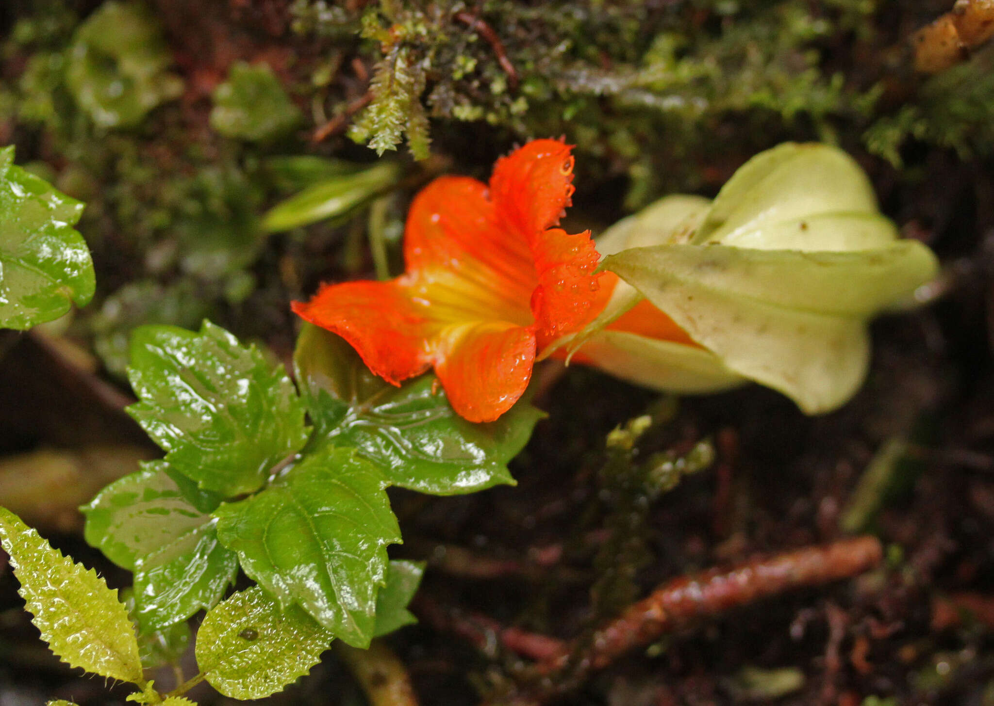 Image de Drymonia rubra C. V. Morton