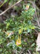 Image of Darwinia citriodora (Endl.) Benth.