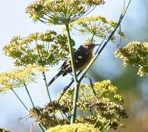 Image of Prairie Warbler