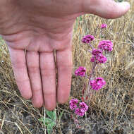 Image of Scotts Valley spineflower