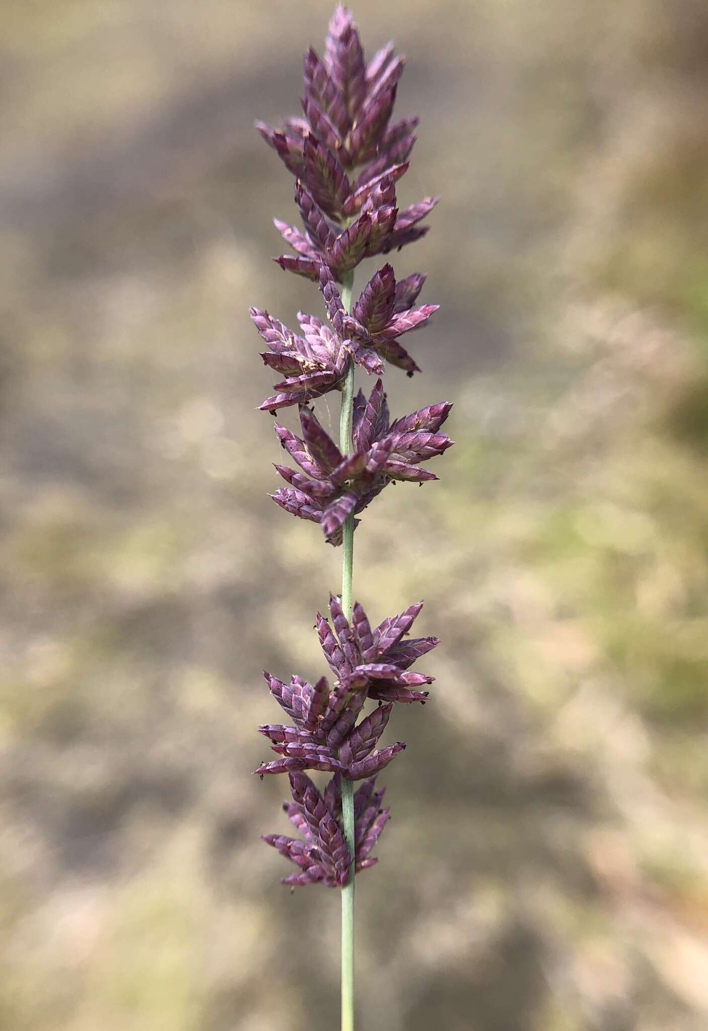 صورة Eragrostis elongata (Willd.) J. Jacq.