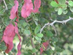 Image of Purple-pod cluster-leaf