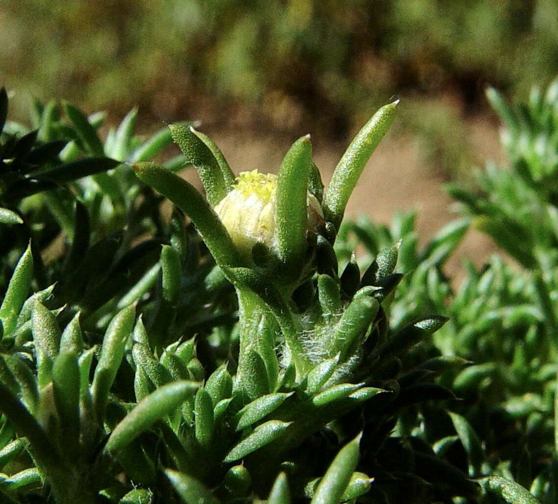 Слика од <i>Pogonolepis muelleriana</i>