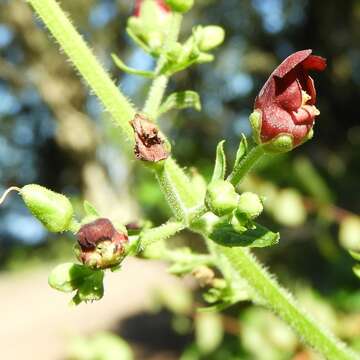 Image de Scrophularia smithii Hornem.