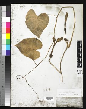 Image of Beach moonflower