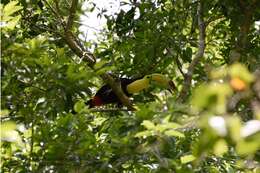 Image of Keel-billed Toucan