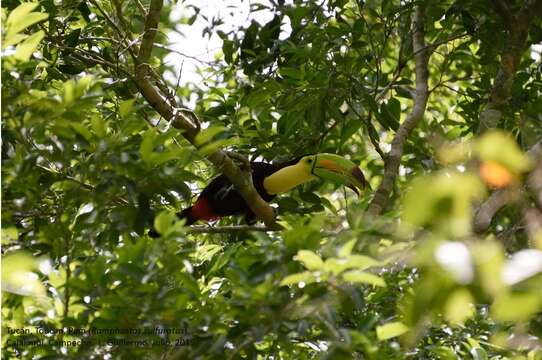 Image of Keel-billed Toucan