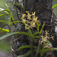 Image of Vanda testacea (Lindl.) Rchb. fil.