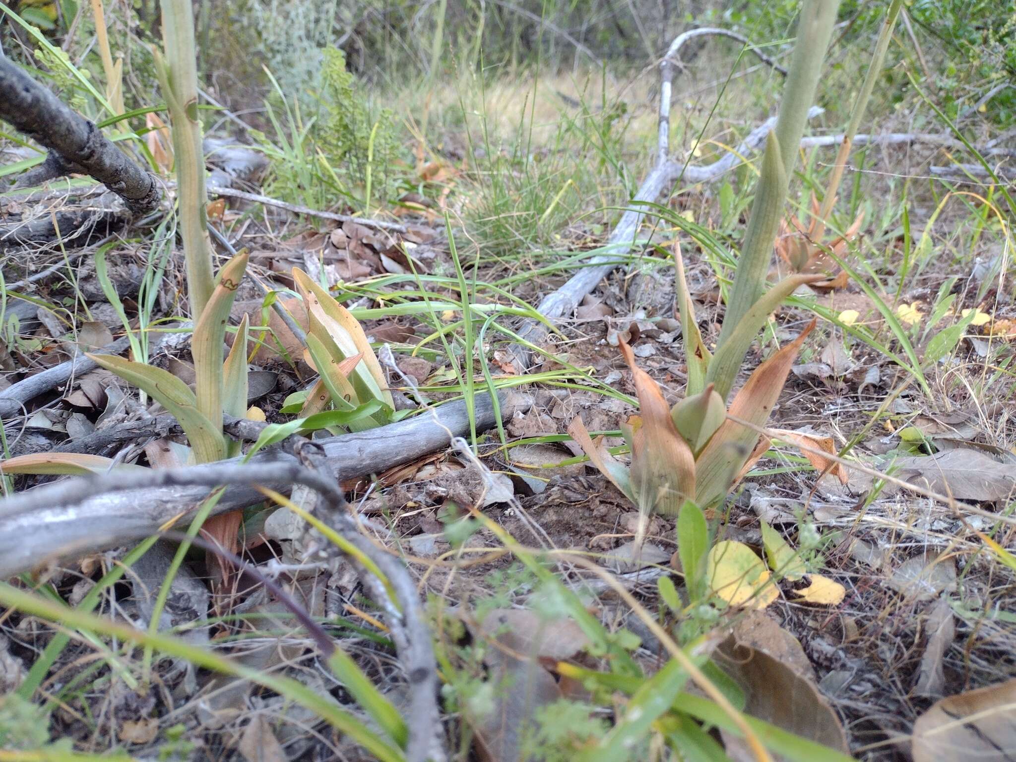 Image of Chloraea chrysantha Poepp.