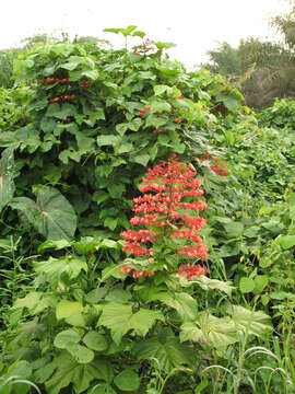 Imagem de Clerodendrum paniculatum L.