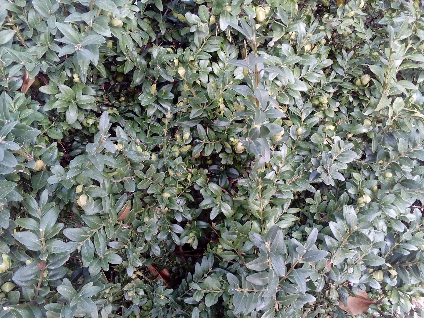 Sivun Buxus sempervirens L. kuva